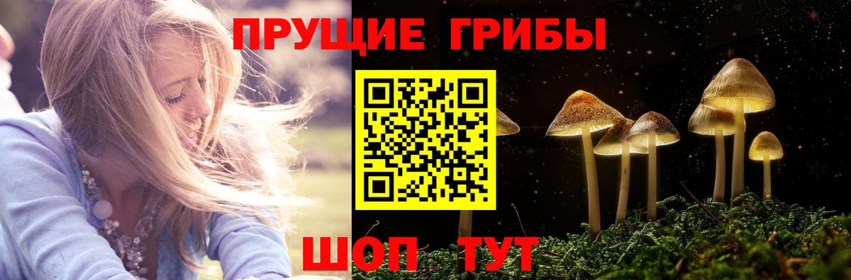 Псилоцибиновые грибы Psilocybe Моздок
